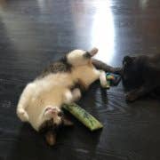 Wrestling Gator Nip Catnip Kicker Cat Toy