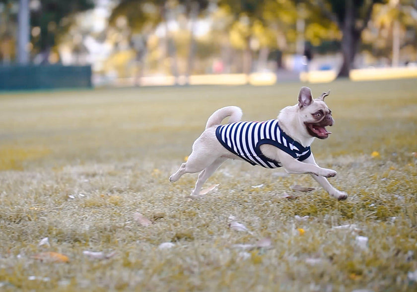 Chasing Tale Lobster Dog or Cat Pet Clothing