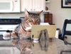 Fred- Cat Call phone stand