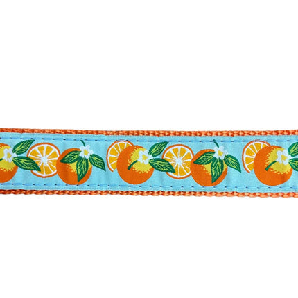Oranges Side Release Buckle Ribbon Dog Collar