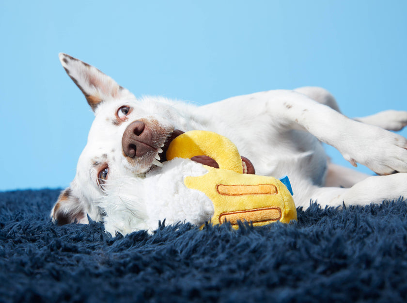 BARK Hair of the Dog Toy
