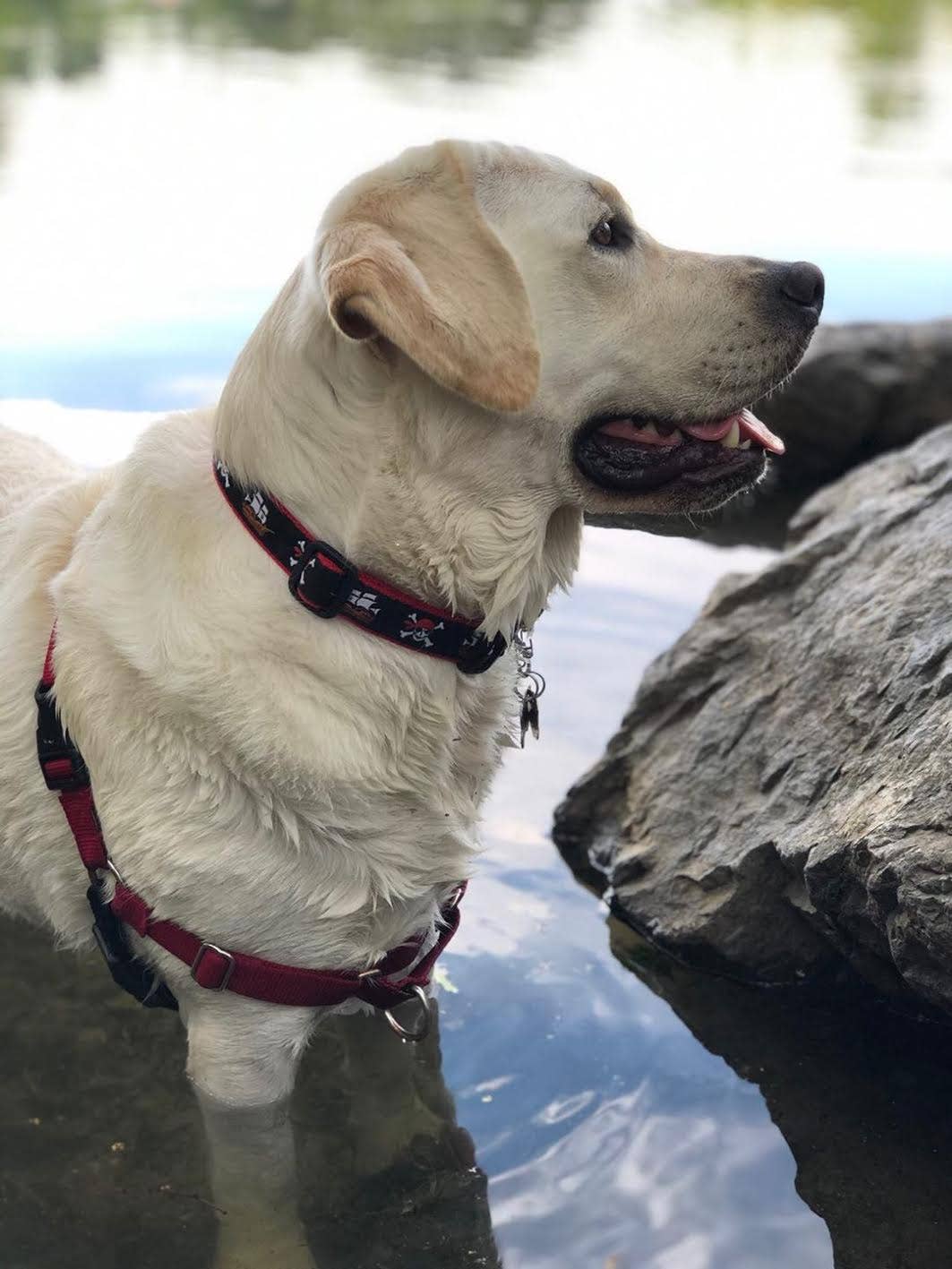 Pirate Dog Collar