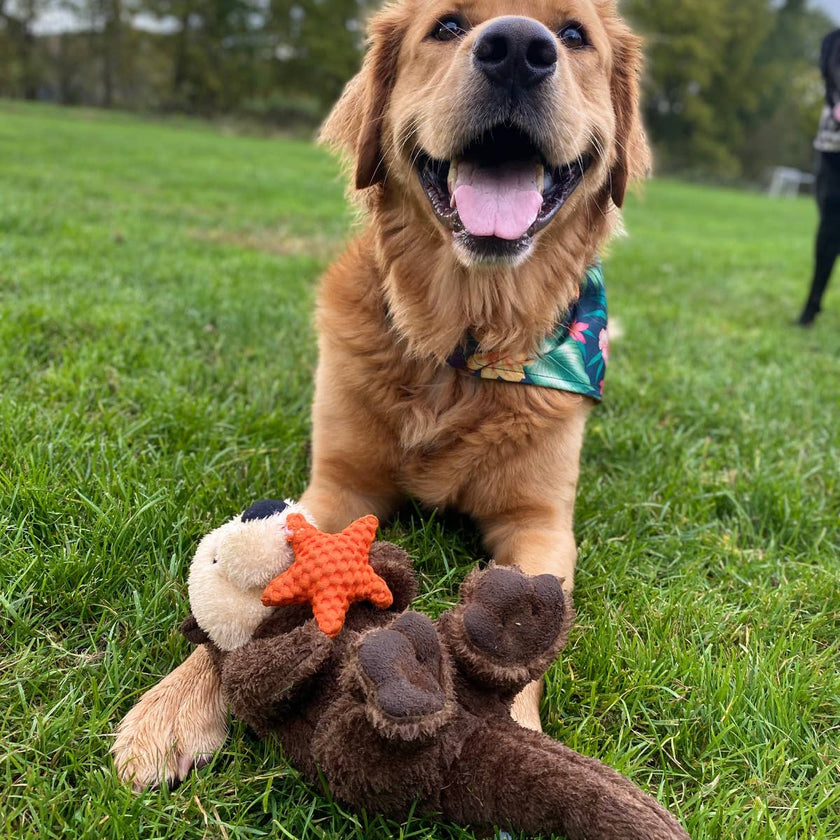 Dog Toy Otter Holding Orange Starfish Rope Body Toy