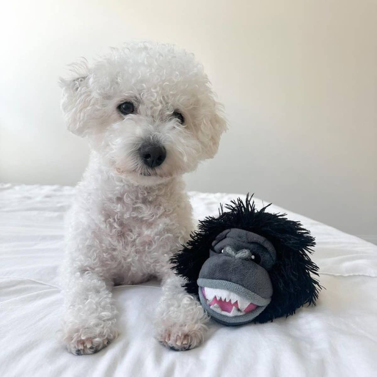 2-in-1 Gorilla Fetch Ball Dog Toy