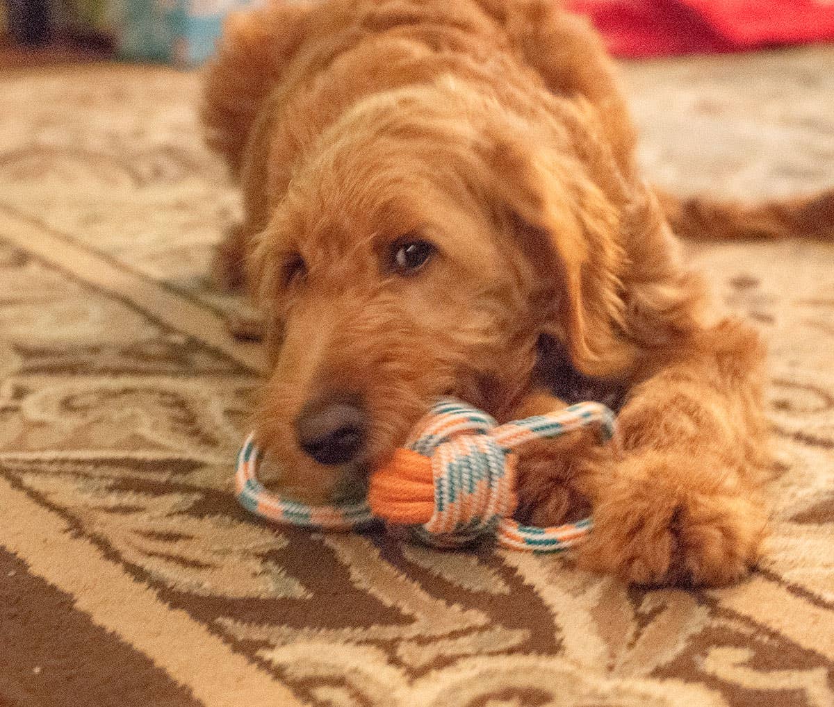 ThoozyPet Figure 8 Knot Ball Rope Dog Toy Blue / Red 11.5