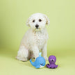 Dog Toy Octopus and Dolphin 2pc Happy To Sea You Latex Toy Set