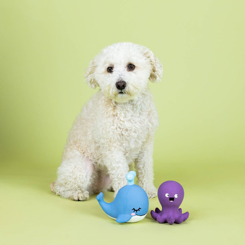 Dog Toy Octopus and Dolphin 2pc Happy To Sea You Latex Toy Set