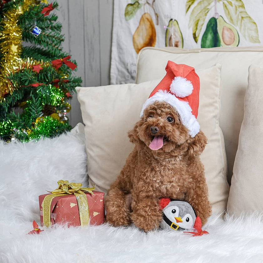 Dog Toy Penguin Ball Happy Woofmas Christmas Toy