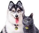 The Pet Tap - Smart NFC Pet Tag ( Dog Tag , Cat Tag )