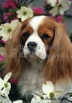 Cavalier Flowers Large House Flag