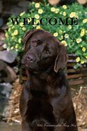 Chocolate Lab Welcome Garden Flag