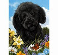 Labradoodle Black Flowers Garden Flag