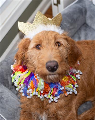 Party Crown Gold Large