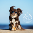 Stylish Round Pet Sunglasses for Dogs and Cats