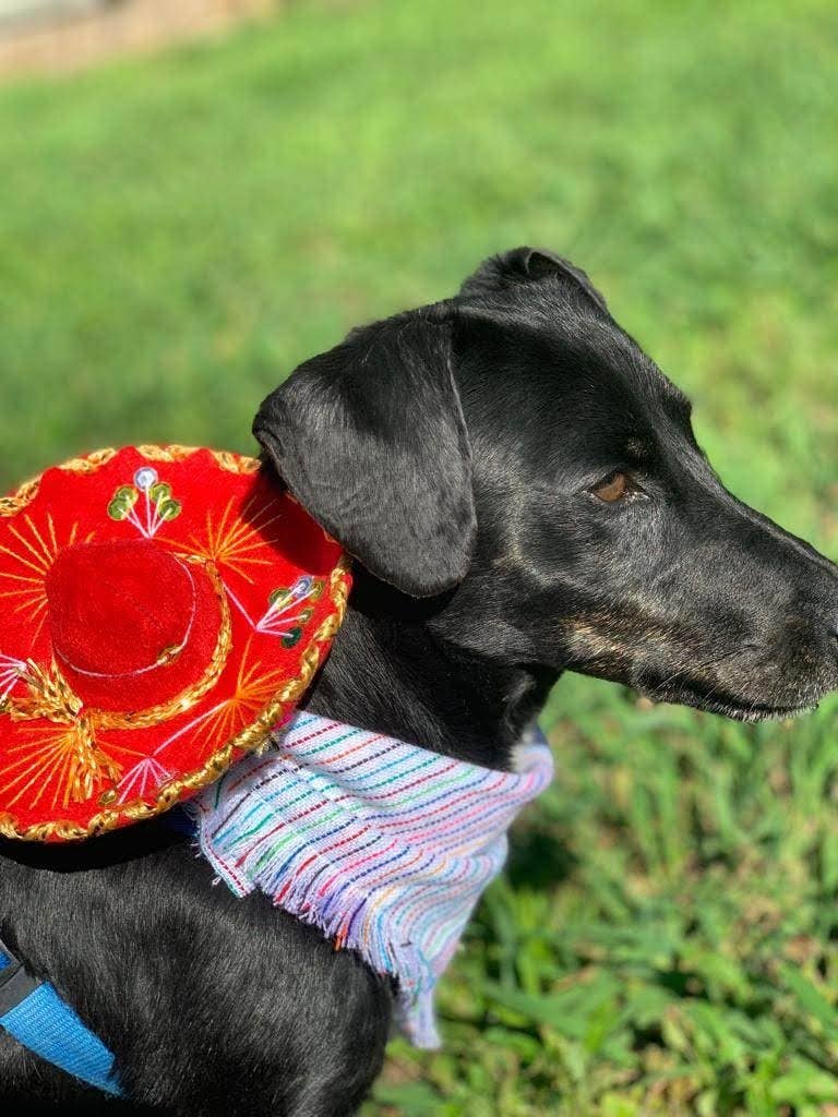 Hat For Cat or Dog Mariachi Hat