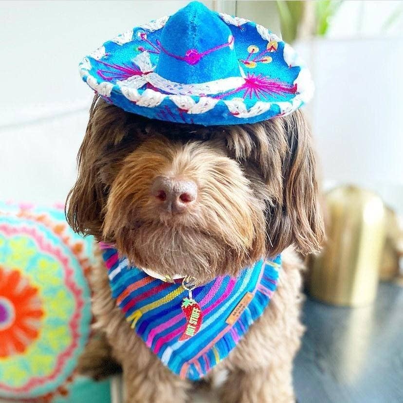 Hat For Cat or Dog Mariachi Hat