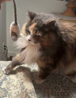 Cat Toy Felt Mini Mouse Toy