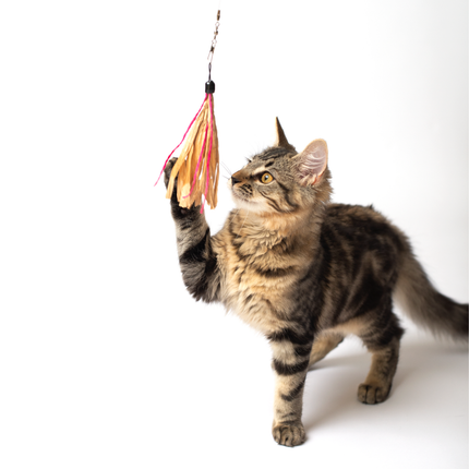 Cat Toy Cuttlefish Wand Attachment Replacement