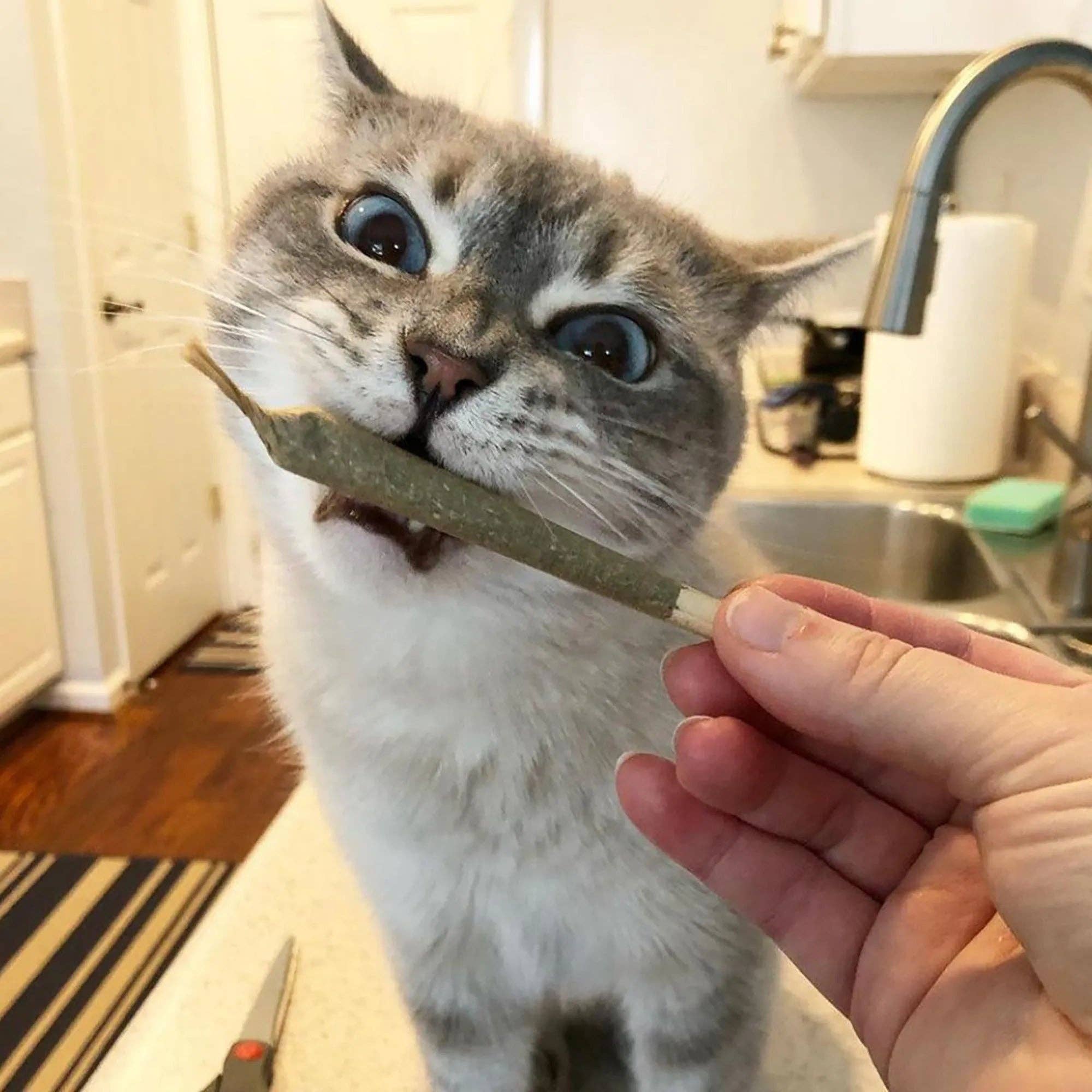 Meowijuana® Catnibas® King Size Rollies