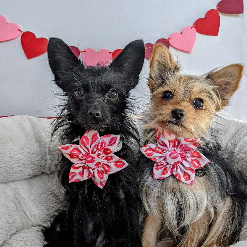 H&K Pinwheel Kisses