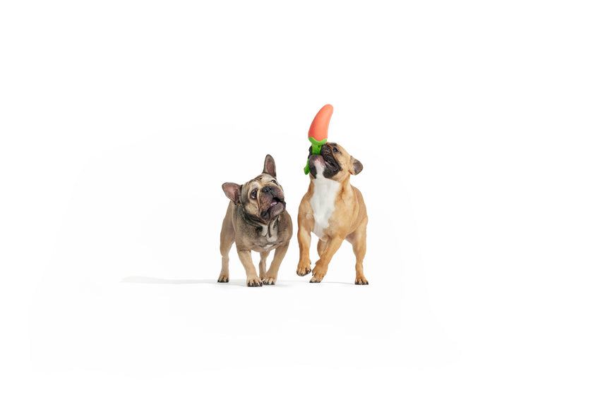 BARK Super Chewer Habanero Pupper Dog Chew Toy M/L