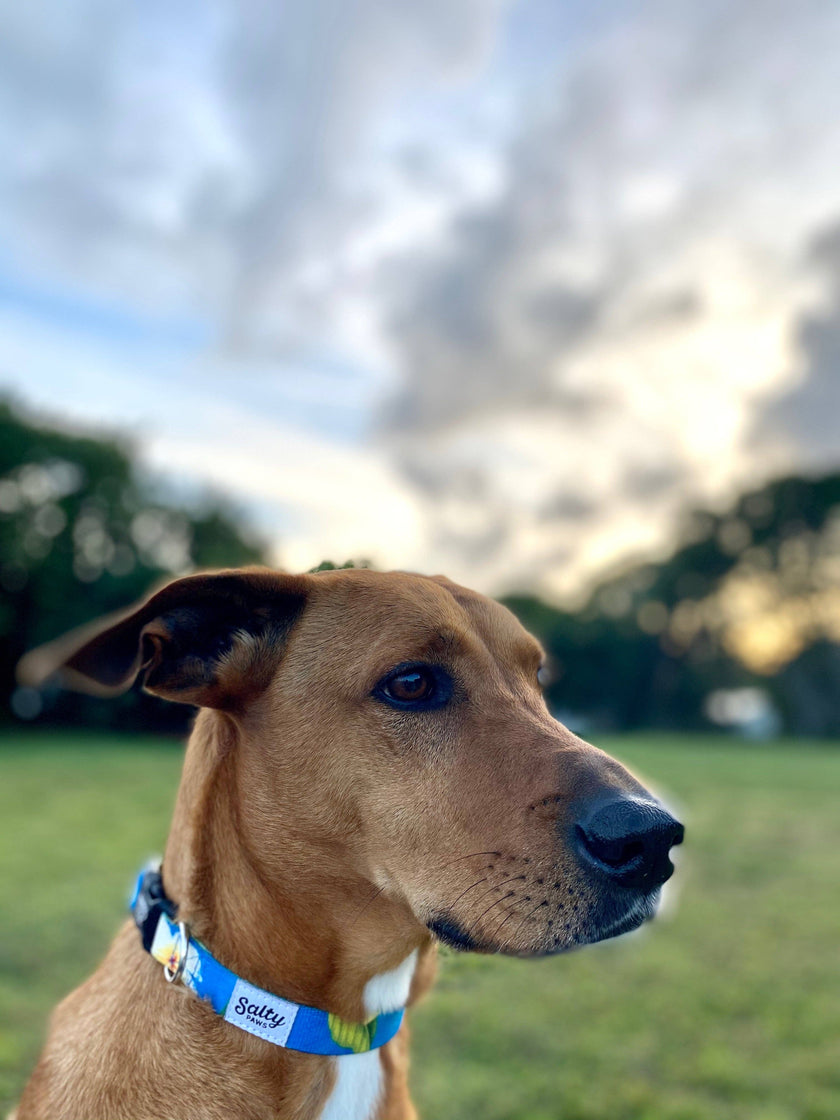 Blue Plumeria Tropical Dog Collar Made with Repreve