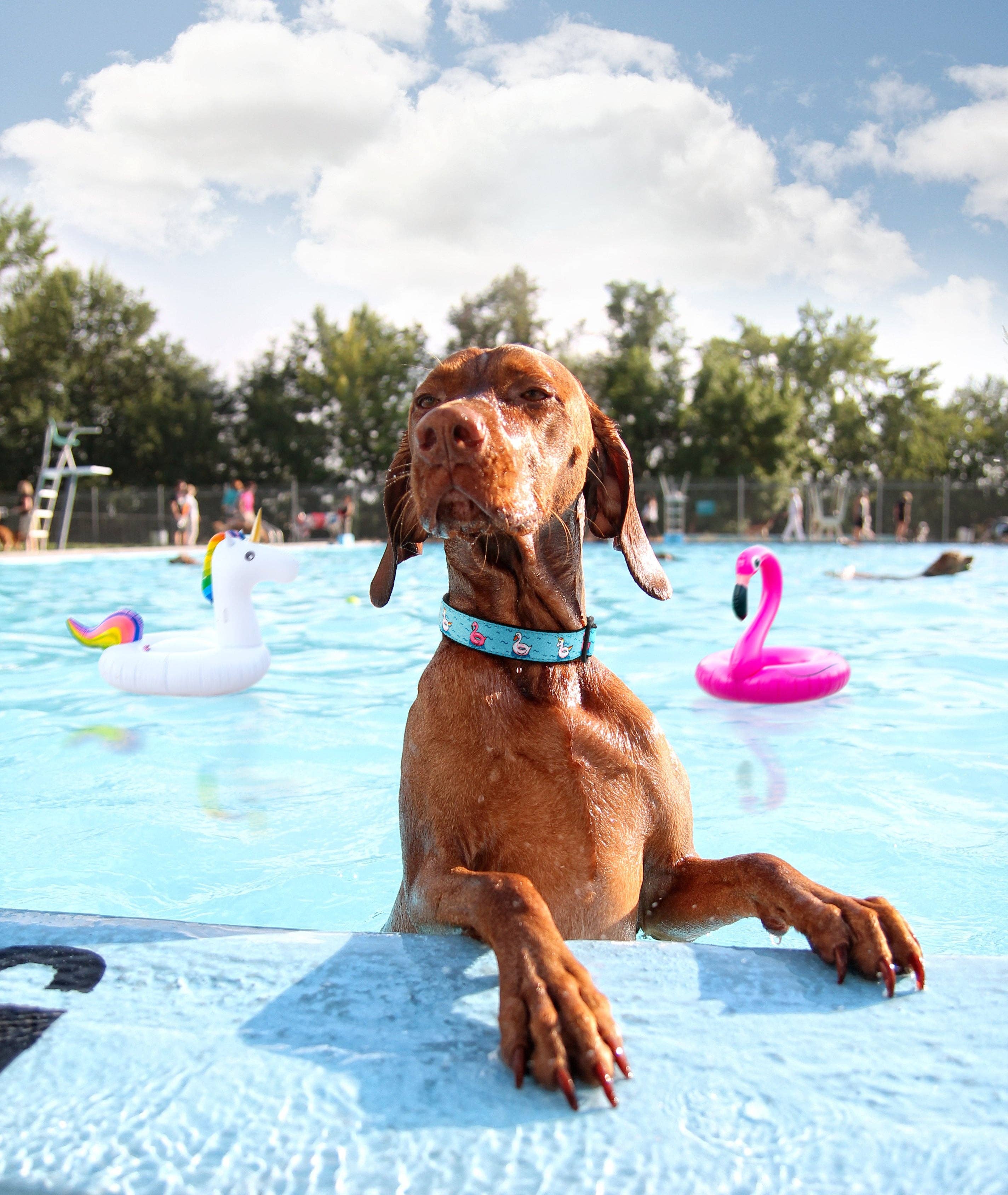 Floaties Dog Collar