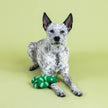 Dog Toy Snake Knotty By Nature Latex Toy