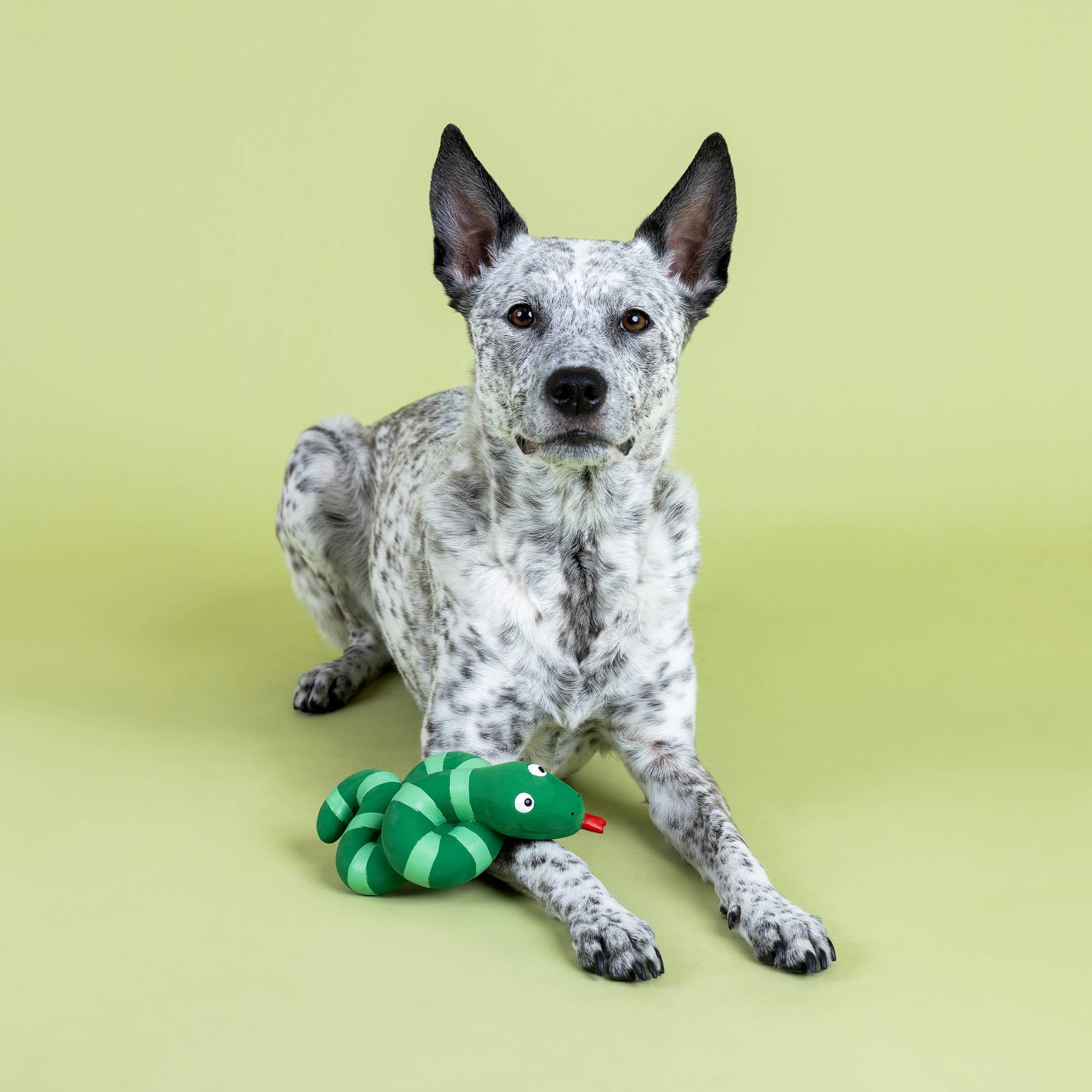 Dog Toy Snake Knotty By Nature Latex Toy