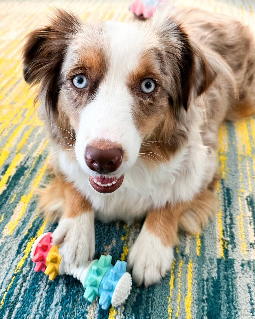 SnugArooz Shake It Off Dog Chew Toy Multicolored 5