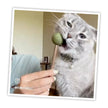 Meowijuana® Lollies - Silvervine Sticks With Catnip