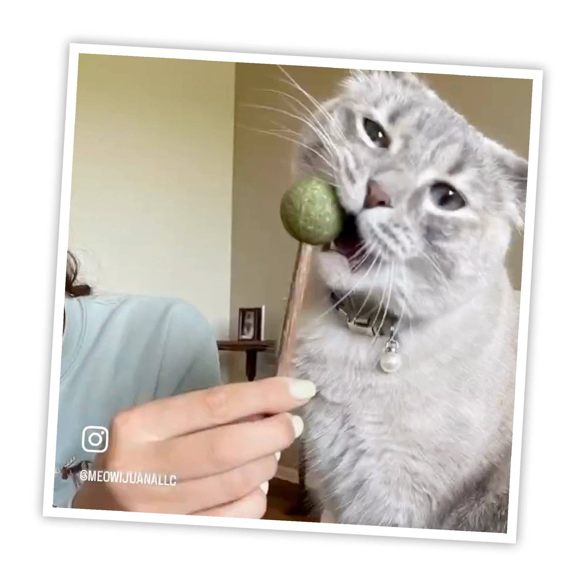 Meowijuana® Lollies - Silvervine Sticks With Catnip