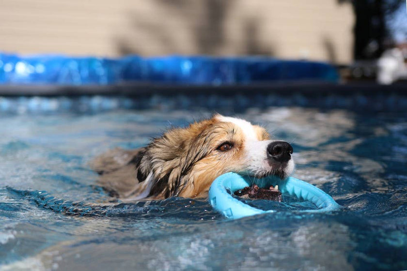 Totally Pooched Chew n' Tug Ring, Foam Rubber Dog Toy