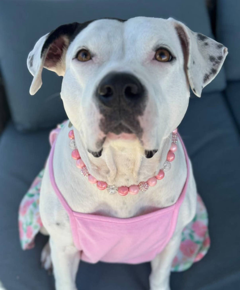 Boba | Beaded Dog Collar