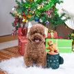 Dog Toy Gingerbread Latte Happy Woofmas Christmas Plush Toy Set