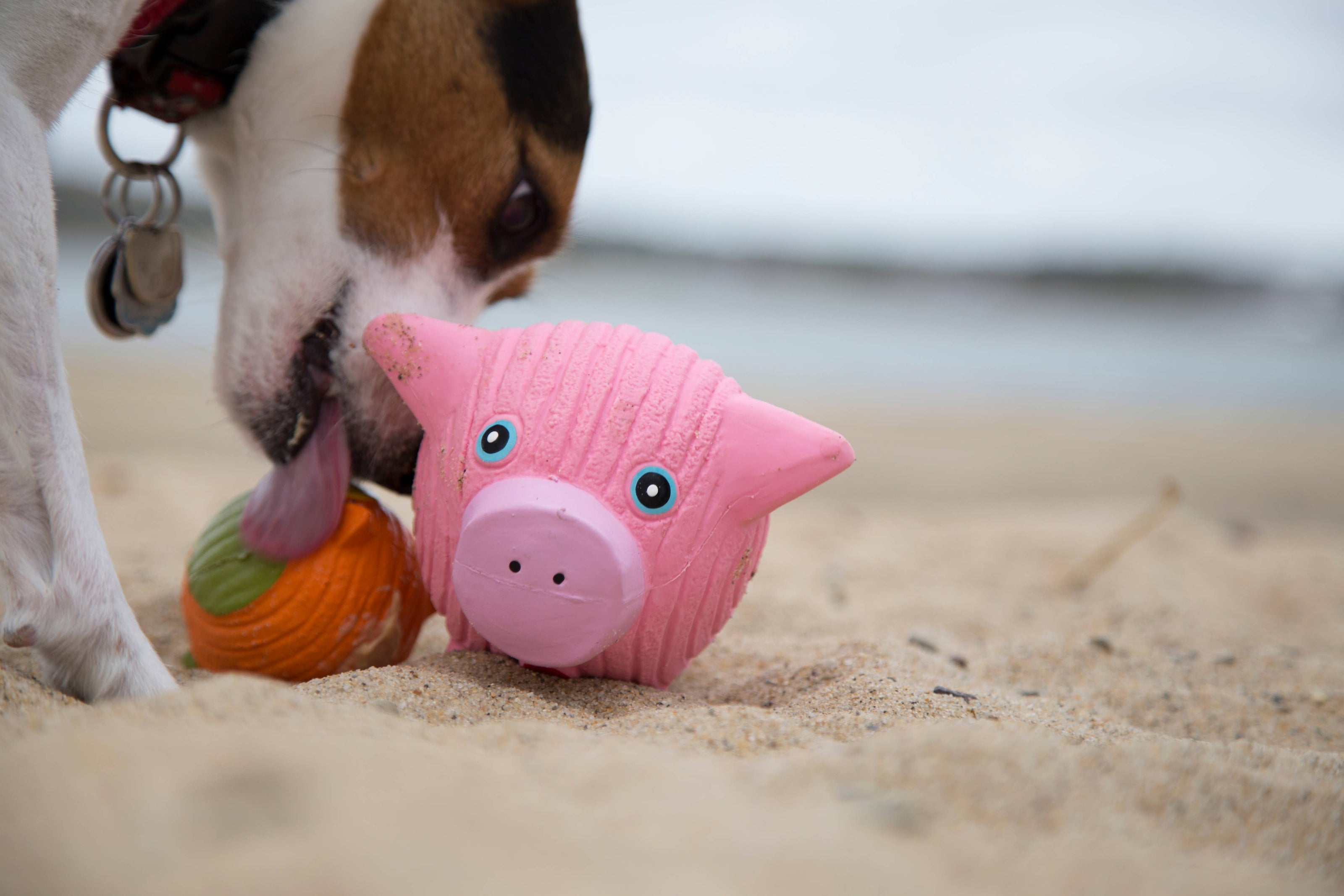 Hamlet Pig Ruff-Tex® Ball Dog Toy