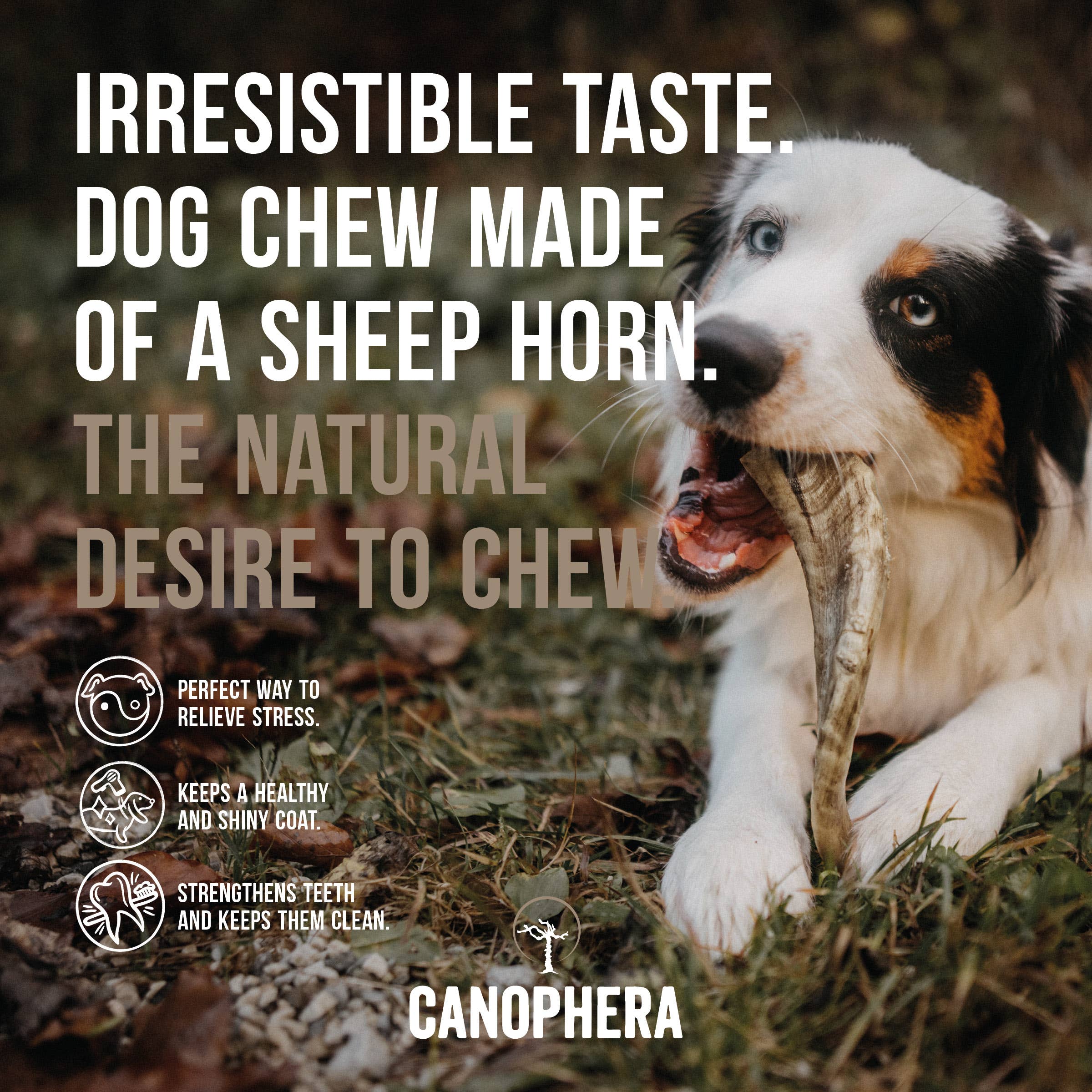 Dog Chew Made of Sheep Horn