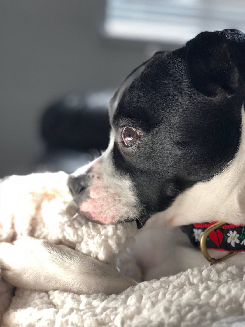 Hearts and Flowers Dog Collar