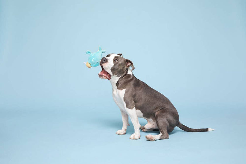 BARK Wallace Walrus Dog Toy