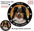 Shetland Sheepdog (Sheltie) Tri-color My Best Friend Magnet