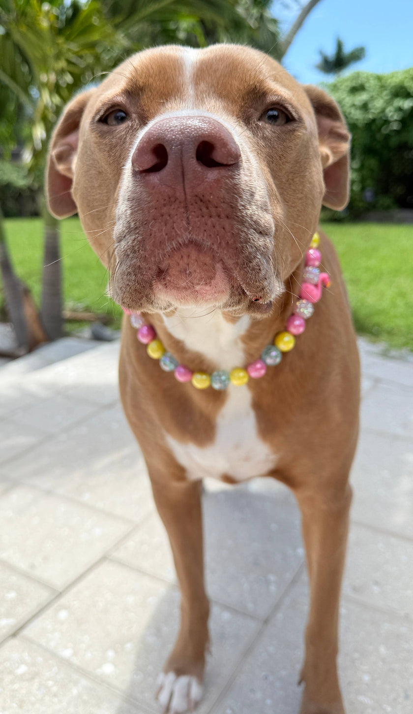 Ocean Drive Diva | Beaded Dog Collar