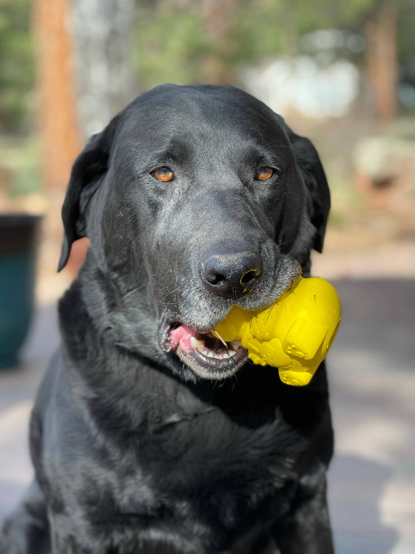 SP Honey Bear Treat Dispenser Dog Toy