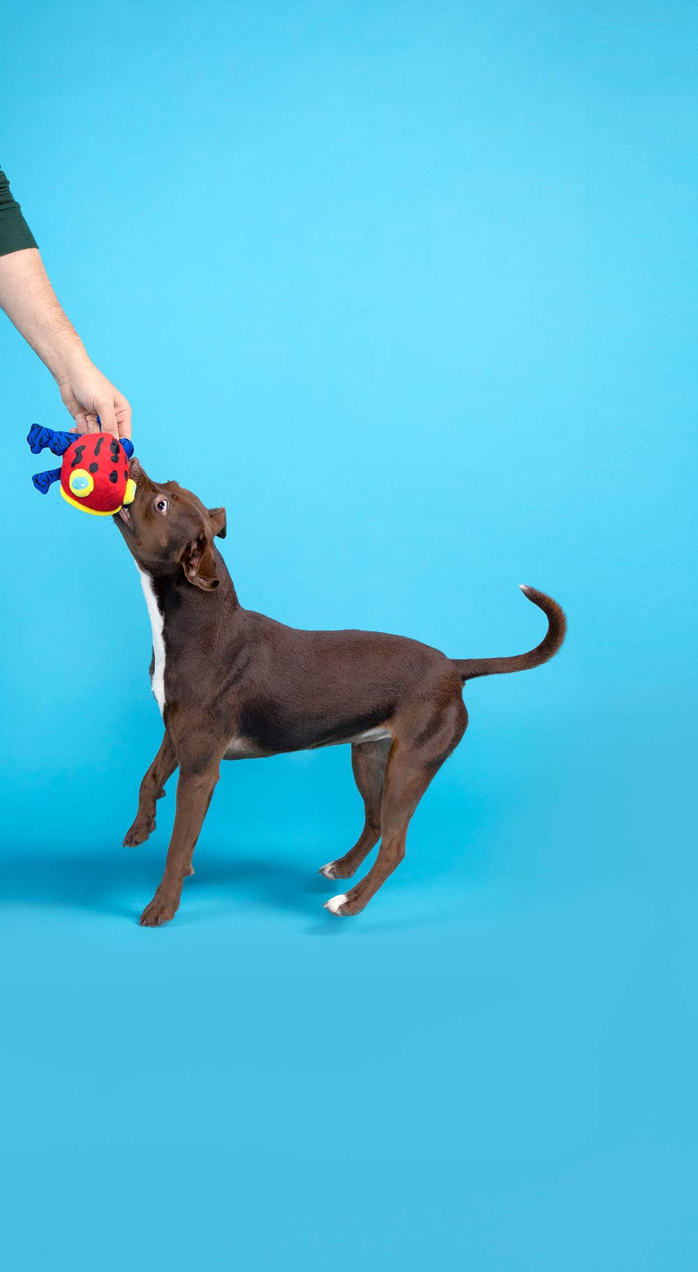 BARK Freckles the Frog Dog Toy