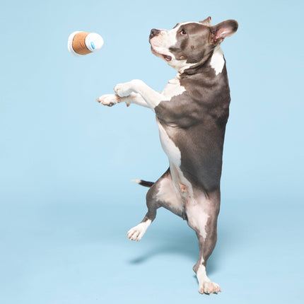 BARK Cup Of Bark Roast Plush Dog Toy