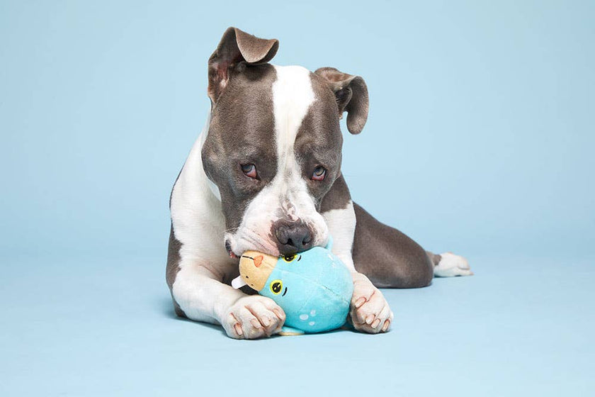 BARK Wallace Walrus Dog Toy