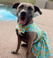 Pineapple Luau Dog Harness Dress w/ Matching Leash
