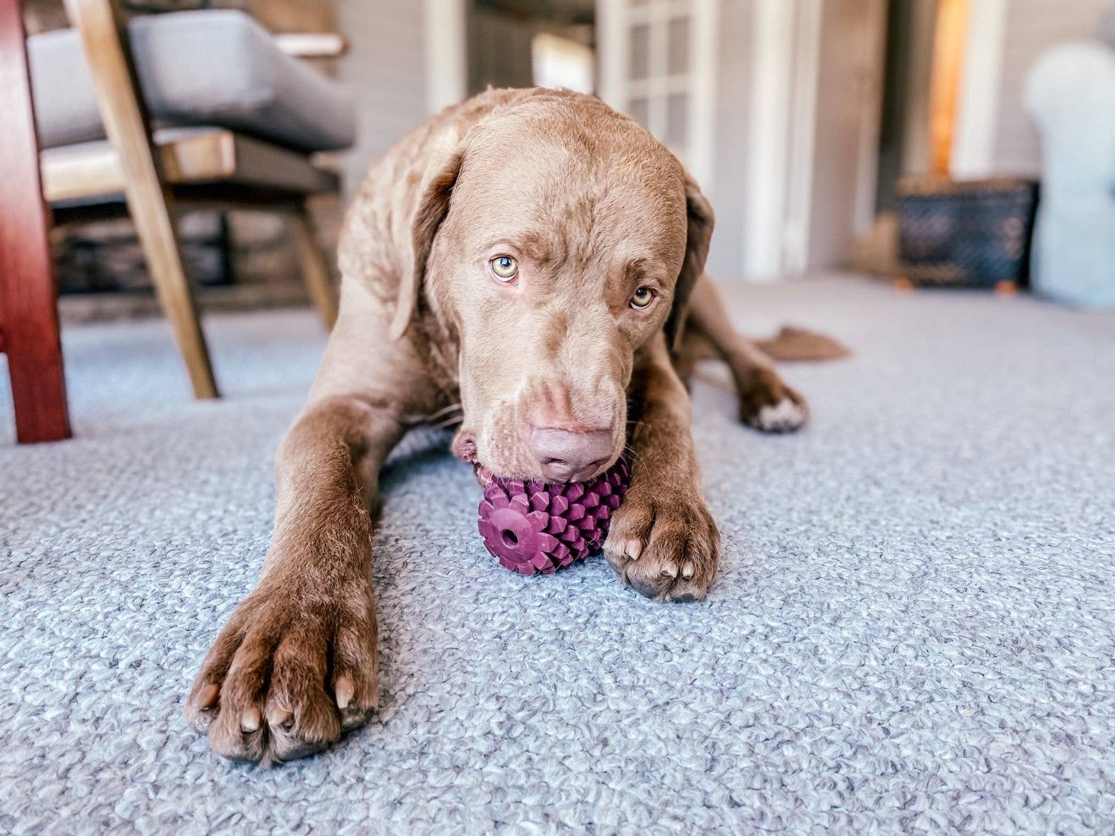 Dog Toy Pinecone Purple  Natural Rubber Toy