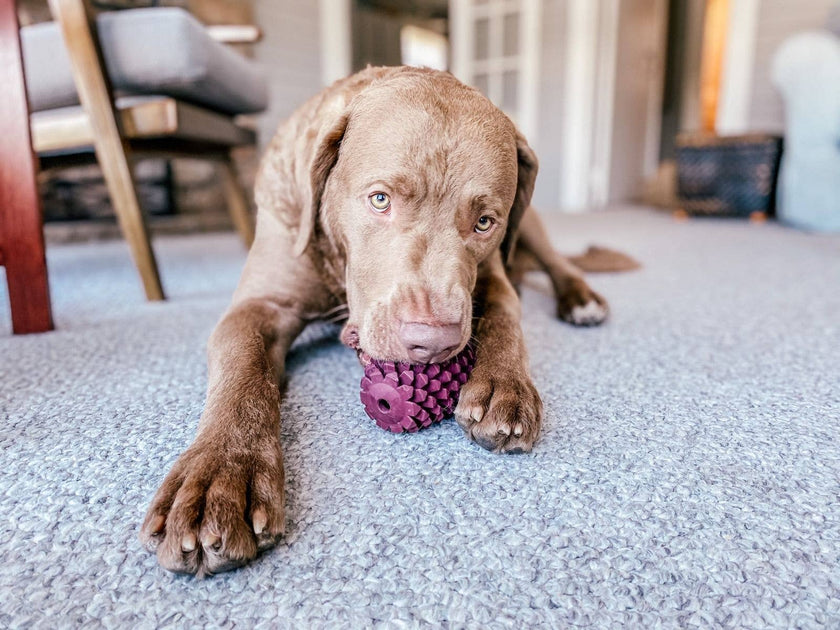 Dog Toy Pinecone Purple  Natural Rubber Toy