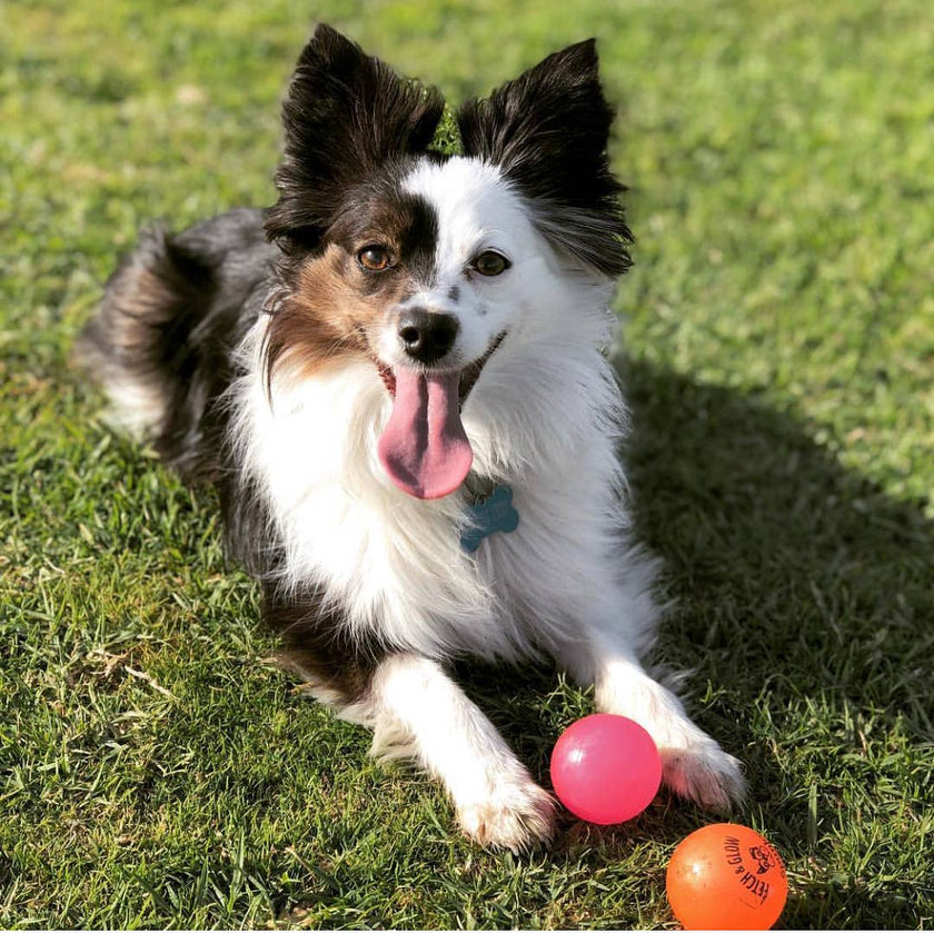 Dog Toy Fetch and Glow Floating Ball