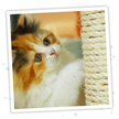 Meowijuana® 3 Ounce Catnip & Honeysuckle Spray